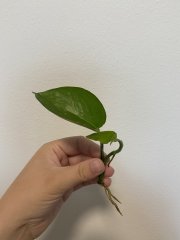 IMG_3637.jpeg