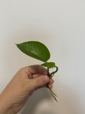Set 2v1 Epipremnum Global Green a Jade