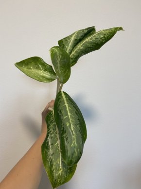 Aglaonema Milky Way 1