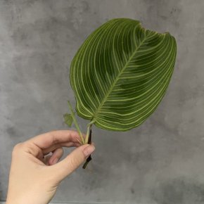 Maranta Light Veins