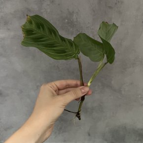 Maranta Light Veins