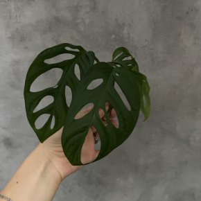 Monstera Monkey Mask