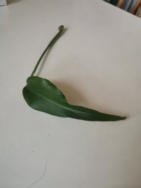 Monstera burle marx flame