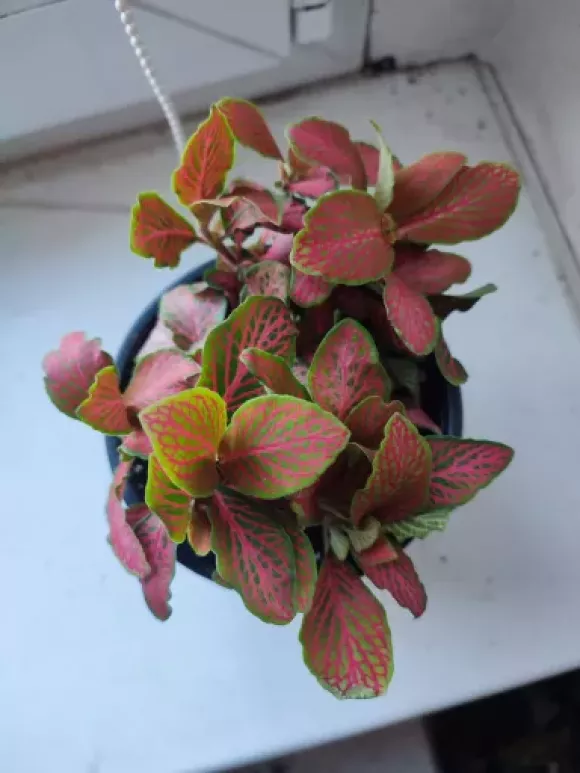 IMG_20230915_074847.webp