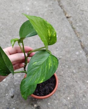 epipremnum aureum