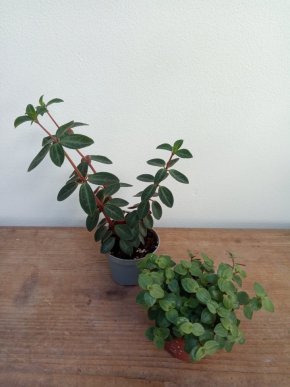 +1 Peperomia red log + Callisia repens (turtle)