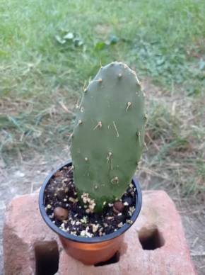 Opuntia ficus - indica (L.) Mill