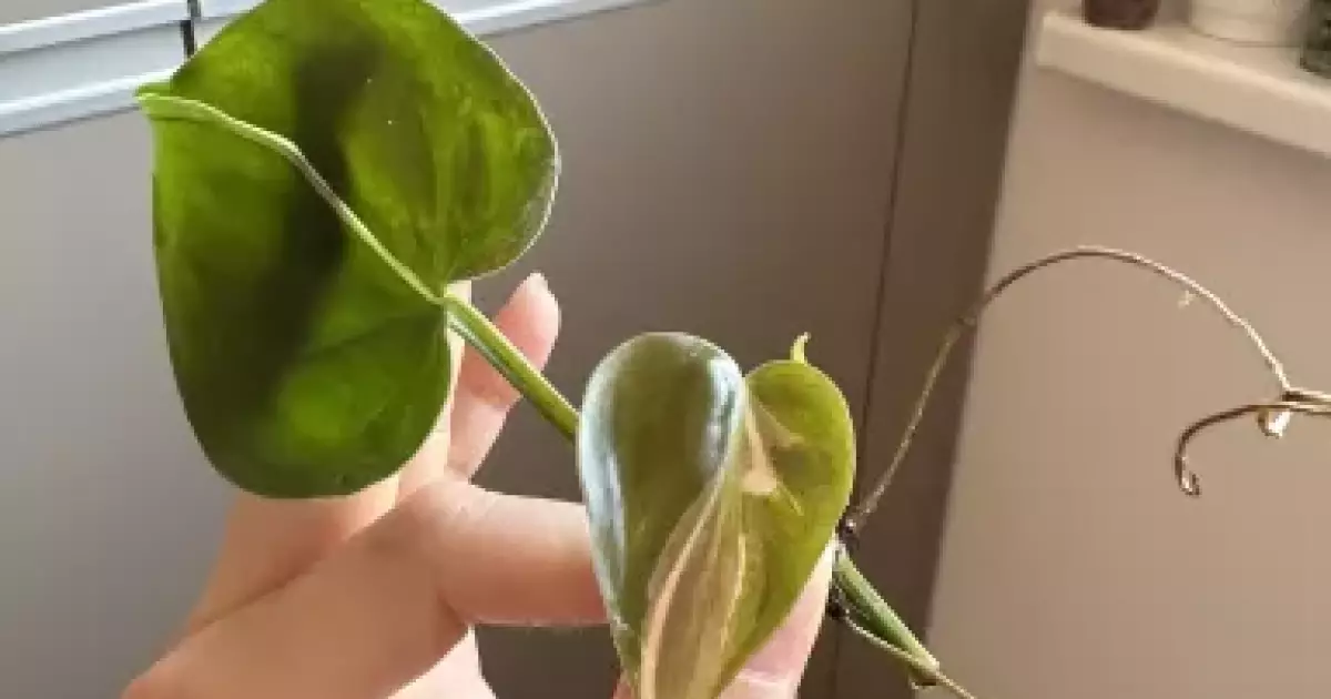 Philodendron Rio Rotten Philodendron rio | Aukce rostlin