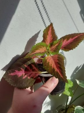 Coleus blumei (kopřiva africká) - ORANŽOVÝ LOSOS