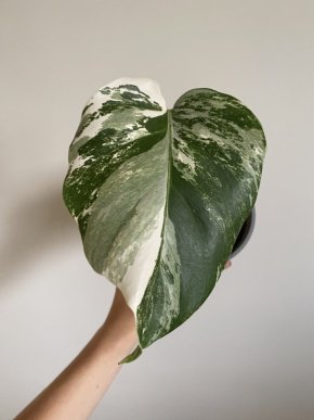 Monstera deliciosa albo Variegata (kořenící řízek)