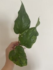 IMG_3720.jpeg