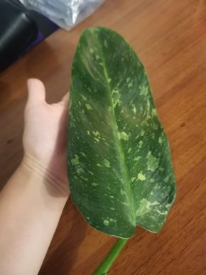 Philodendron jose buono