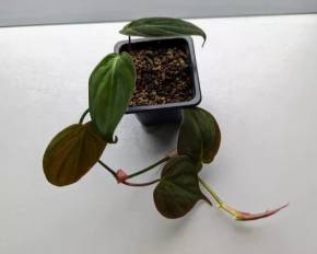Philodendron micans
