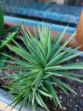 Agave stricta nana