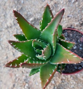 Aloe perfoliata mitriformis