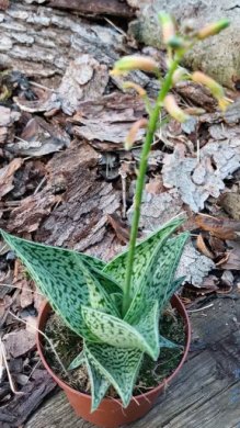 Aloe variegata tribal