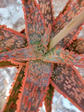 Aloe vitro