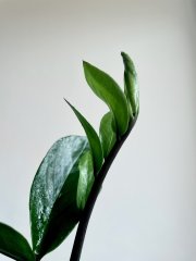 IMG_5730.jpeg