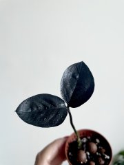 IMG_5732.jpeg