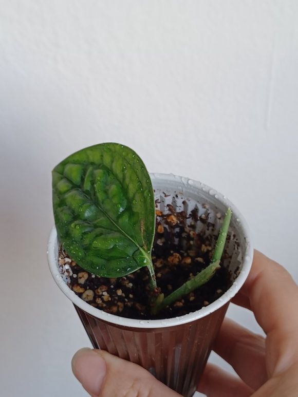 Monstera Karstenianum_0.jpg