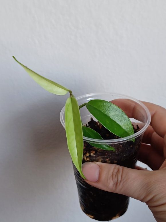 hoya Buotti.jpg