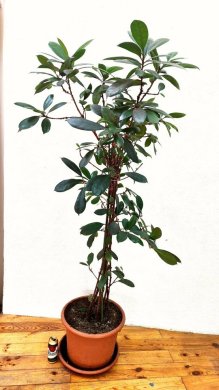 Ficus Cyathistipula