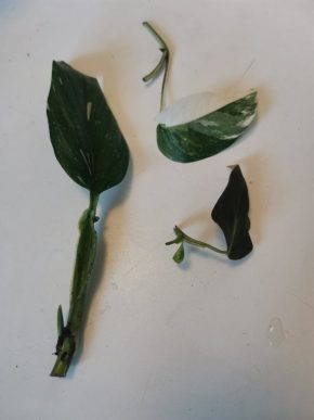 E pinnatum var, P gigas, M cobra