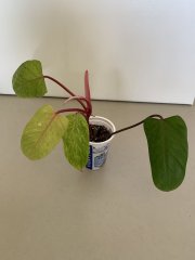 IMG_4735.jpeg