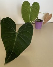 IMG_4710.jpeg
