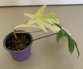 Philodendron Florida Ghost