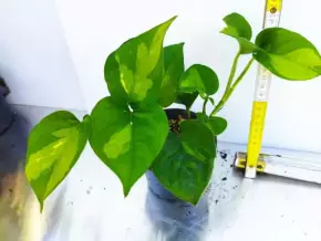 Epipremnum aureum Global Green