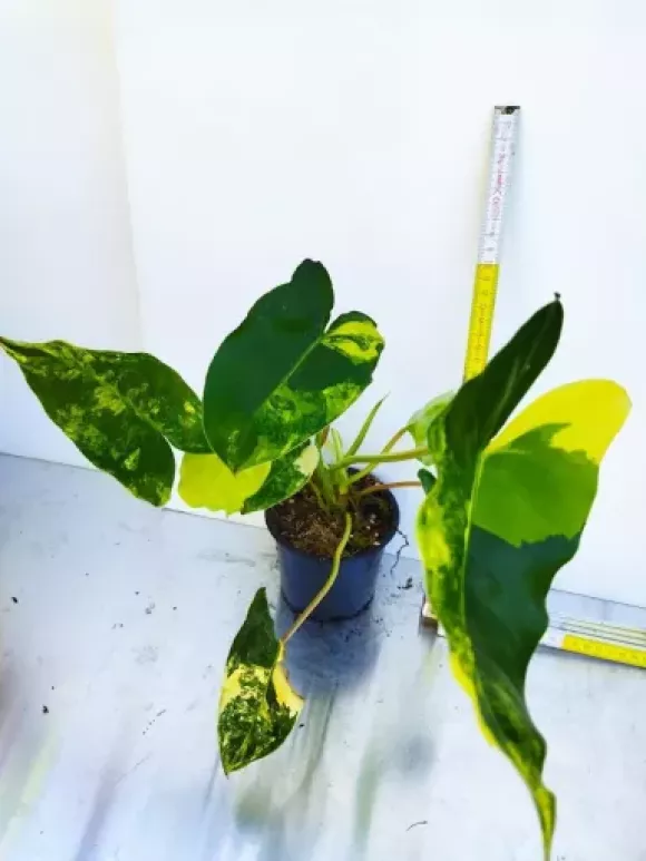 Philodendron Burle Marx var..webp