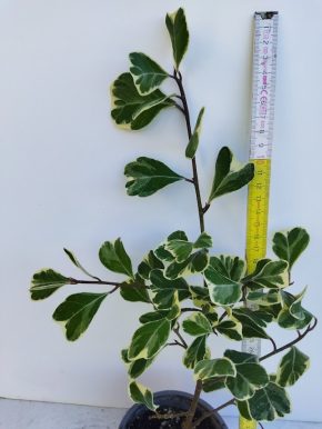 Ficus triangularis Sweetheart (panašovaný)