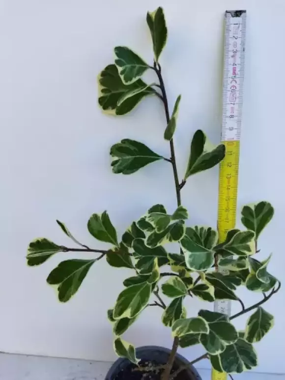 Ficus triangularis Sweetheart.webp