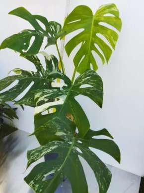 Monstera deliciosa albo var.