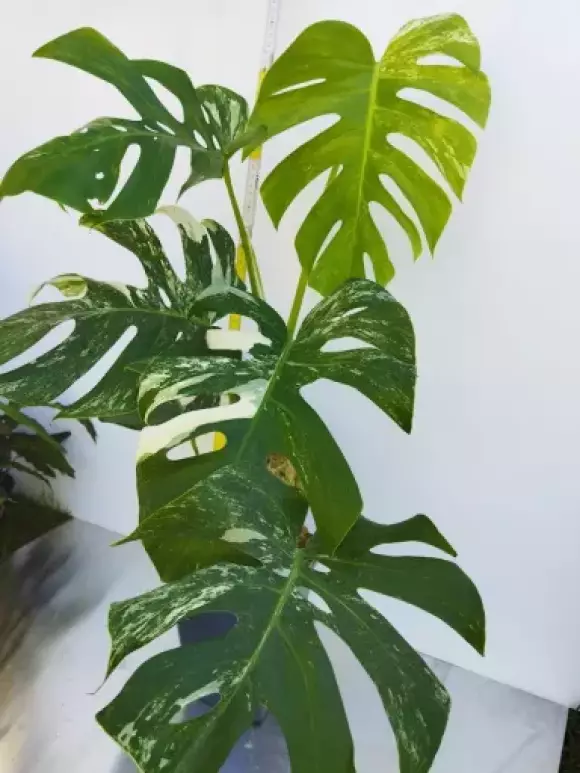 Monstera deliciosa albo var1..webp