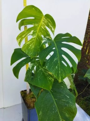 Monstera deliciosa albo var 1.