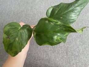 Epipremnum VICTORY