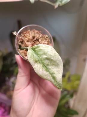 Scindapsus moonlight mint