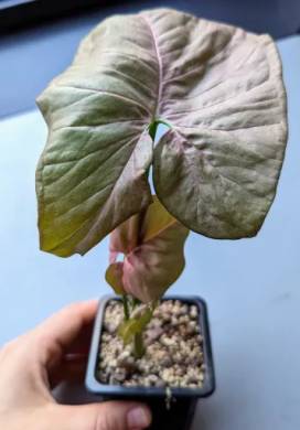 syngonium ´Red Heart'