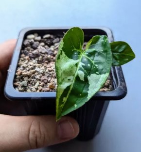 Malé syngonium 'Panda'