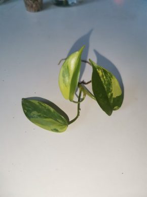 Philodendron florida beauty