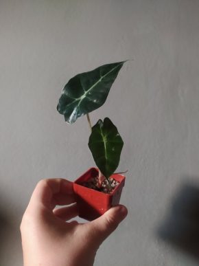 Alocasia polly - dva listy