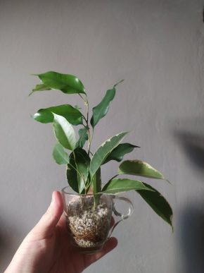 Ficus benjamina