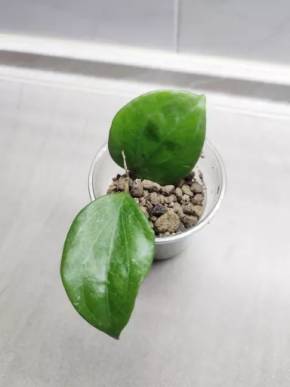Hoya balaensis