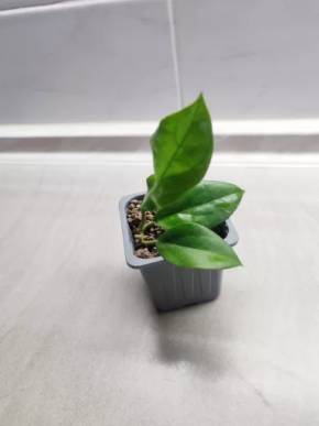 Hoya Nifty