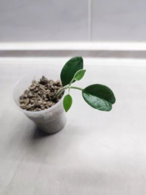 Hoya ciliata