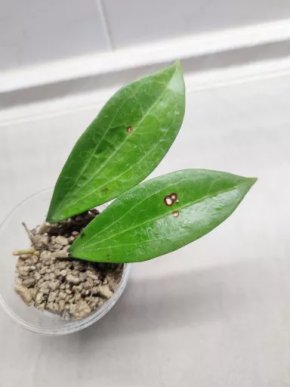 Hoya Bangkok red