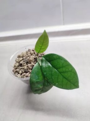 Hoya fungii