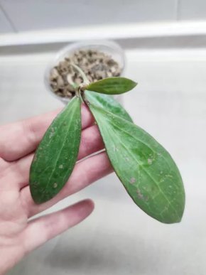 Hoya verticillata red leaf